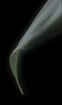 upper-leaf